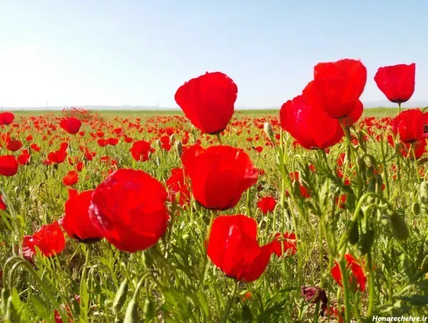 عکس گل شقایق وحشی