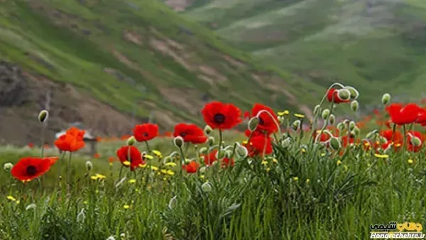 عکس گل شقایق وحشی