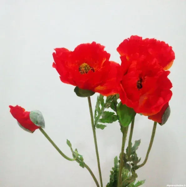 عکس گل شقایق وحشی