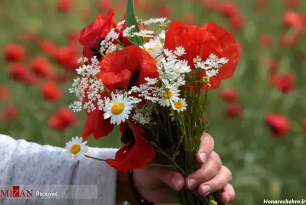 عکس گل شقایق وحشی