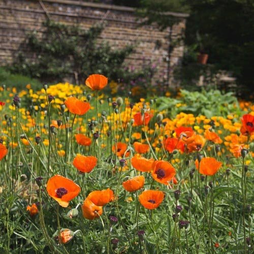 عکس گل شقایق رنگارنگ