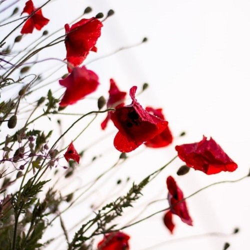 عکس گل شقایق رنگارنگ