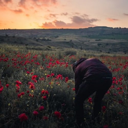 عکس گل شقایق رنگارنگ