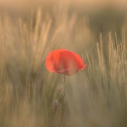 عکس گل شقایق رنگارنگ