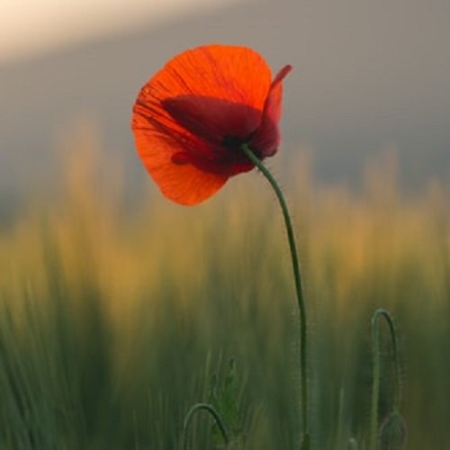 عکس گل شقایق رنگارنگ