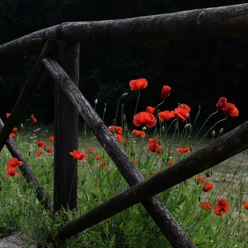 عکس گل شقایق رنگارنگ