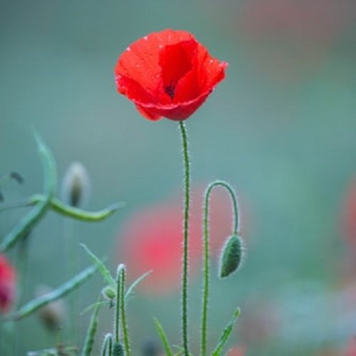 عکس گل شقایق رنگارنگ