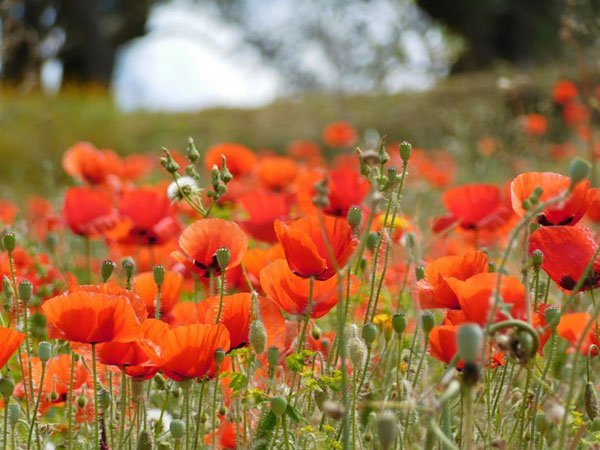 عکس گل شقایق رنگارنگ