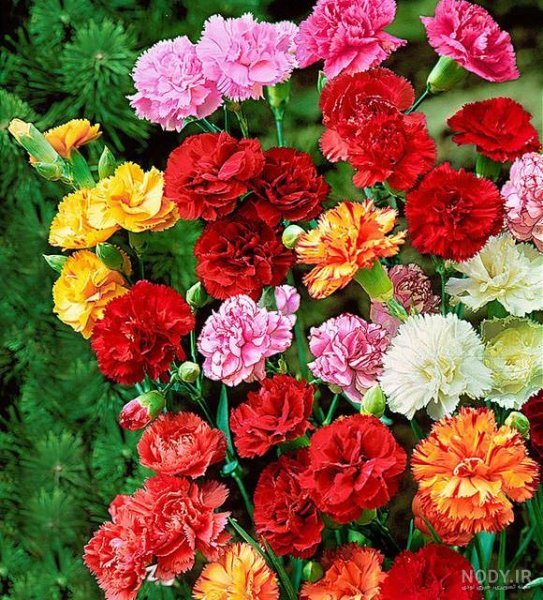 دانلود عکس های گل میخک با کیفیت