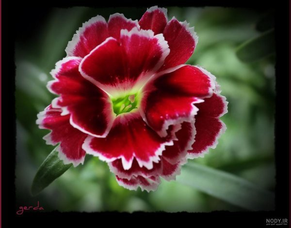  دانلود عکس های گل میخک با کیفیت