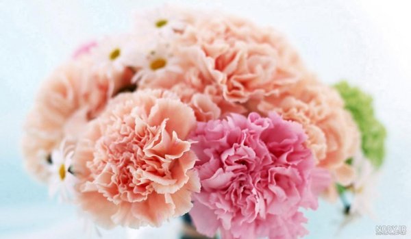  دانلود عکس های گل میخک با کیفیت