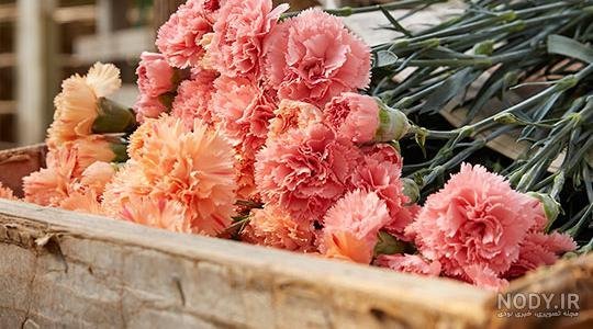  دانلود عکس های گل میخک با کیفیت