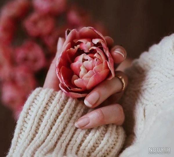  دانلود عکس های گل میخک با کیفیت