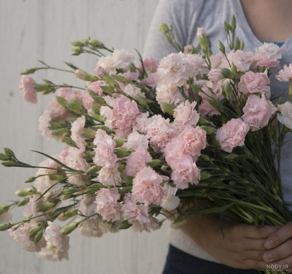  دانلود عکس های گل میخک با کیفیت