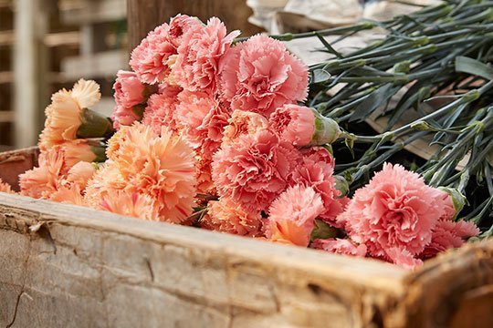  عکس گل میخک برای پروفایل