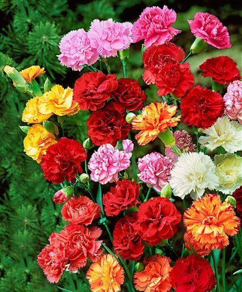  عکس گل میخک برای پروفایل