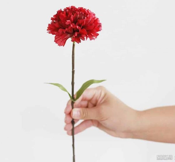  عکس گل میخک برای پروفایل