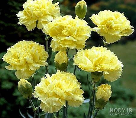  عکس گل میخک برای پروفایل