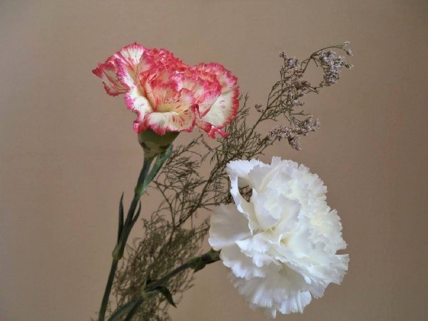 عکس انواع گل میخک