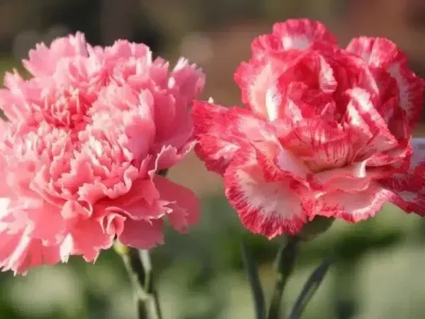 عکس انواع گل میخک