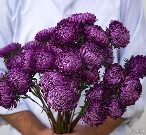  عکس انواع گل میخک