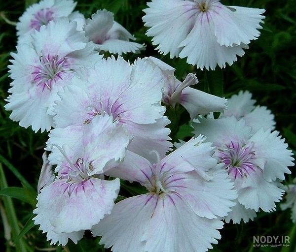  عکس انواع گل میخک