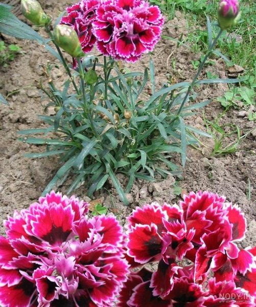  عکس انواع گل میخک