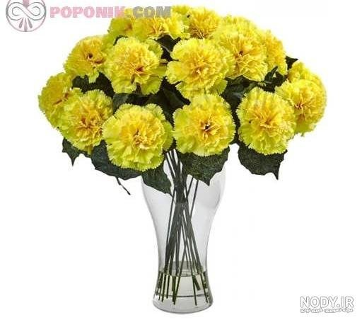  عکس انواع گل میخک