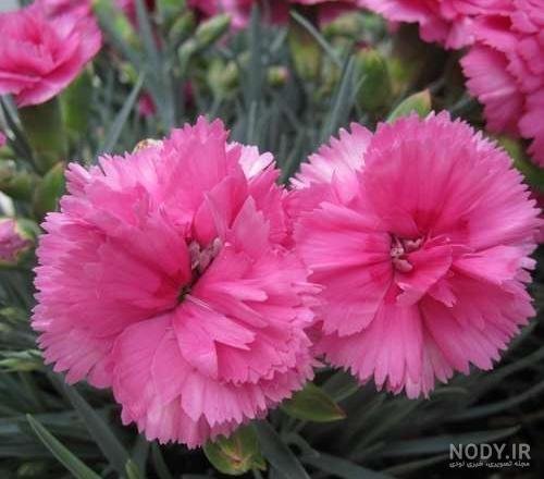  عکس انواع گل میخک