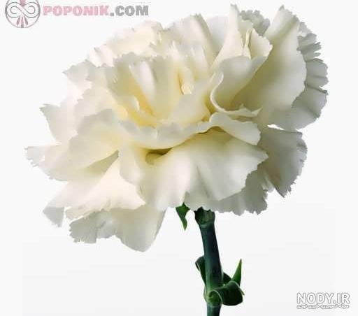  عکس انواع گل میخک