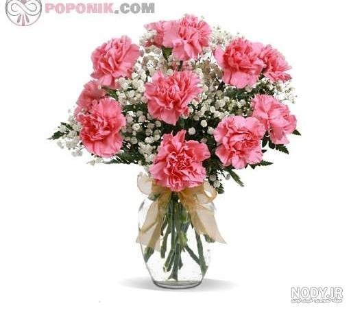  عکس انواع گل میخک