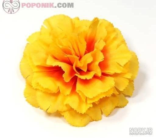  عکس انواع گل میخک