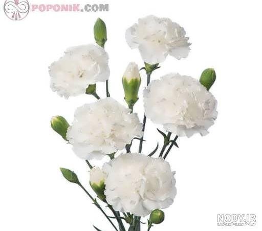  عکس انواع گل میخک