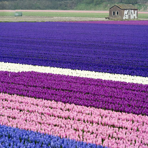 عکس گل سنبل