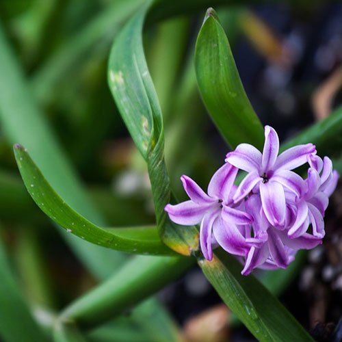  عکس گل سنبل