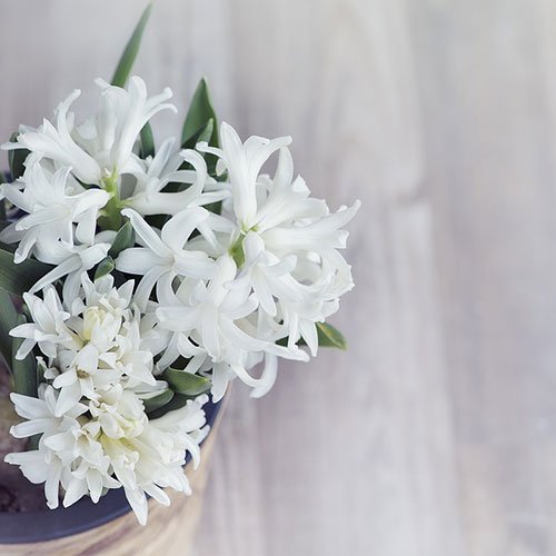  عکس گل سنبل