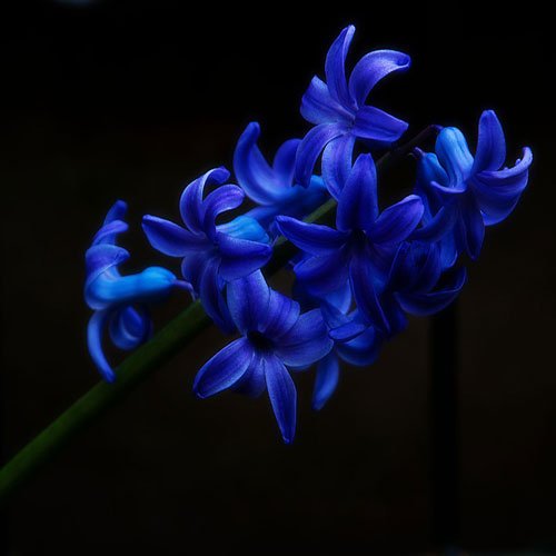  عکس گل سنبل