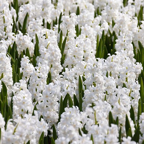  عکس گل سنبل