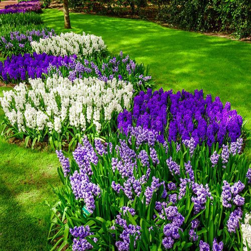  عکس گل سنبل