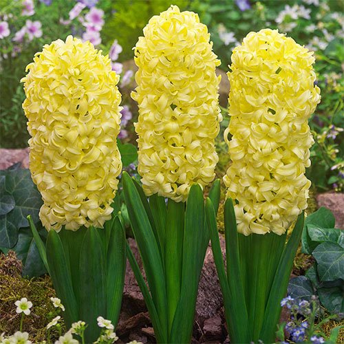  عکس گل سنبل