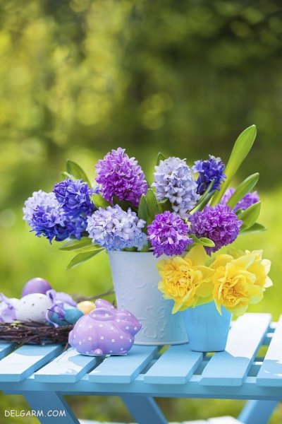 گل سنبل هلندی