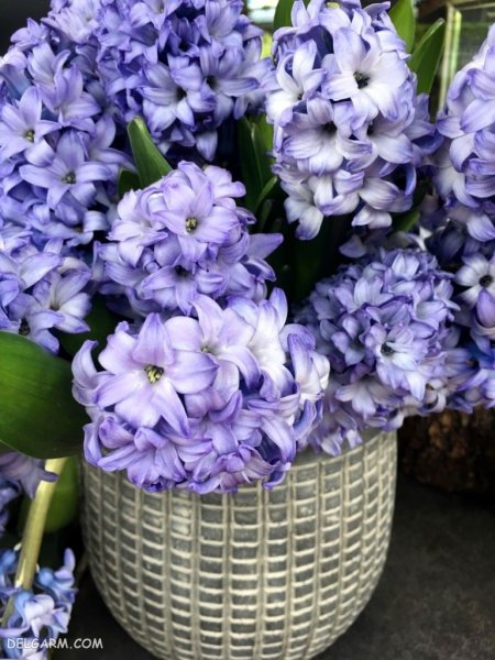 گل سنبل هلندی