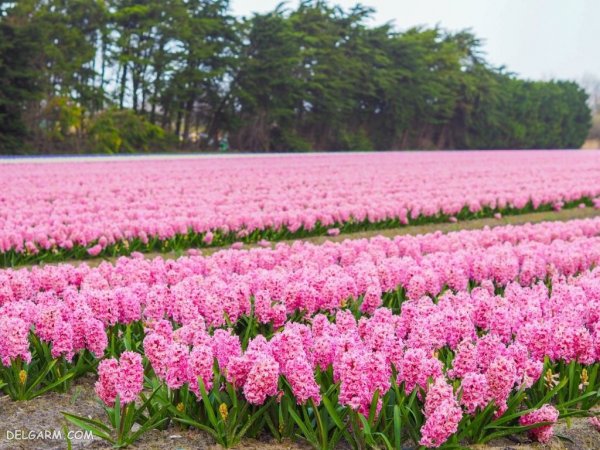 گل سنبل هلندی