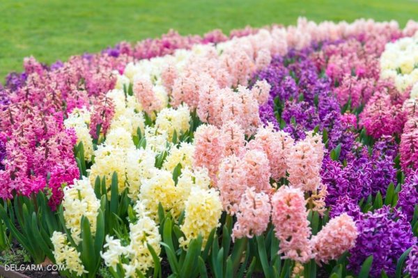 گل سنبل هلندی