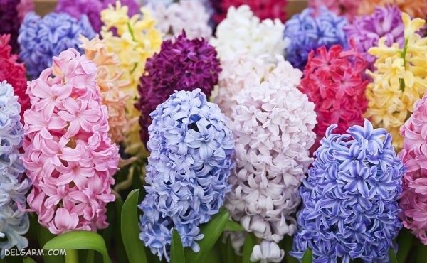 گل سنبل هلندی