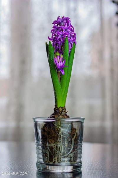 عکس گل سنبل برای پروفایل