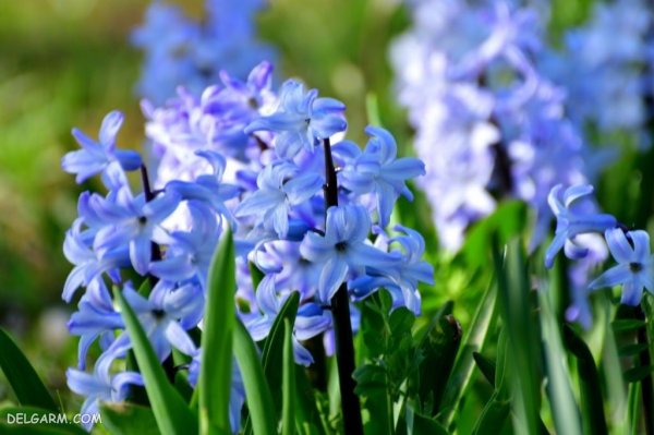  عکس گل سنبل برای پروفایل