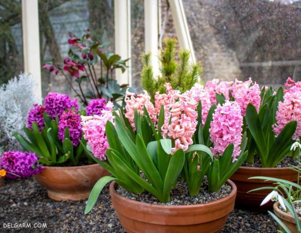  عکس گل سنبل برای پروفایل