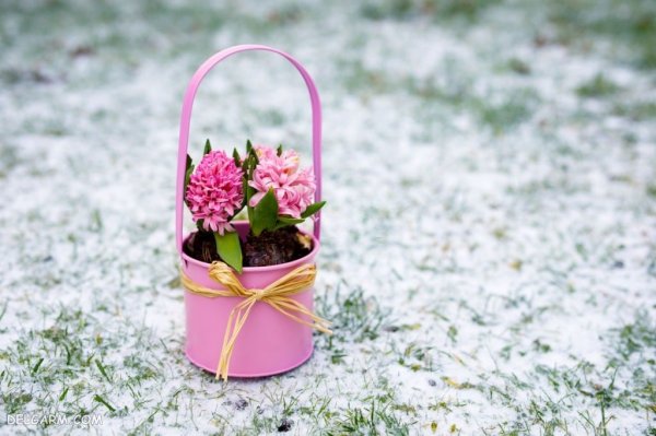  عکس گل سنبل برای پروفایل