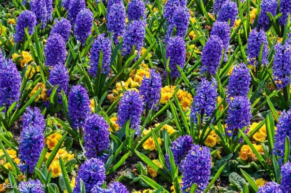  عکس گل سنبل برای پروفایل